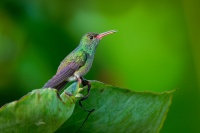 Kolibrik rezavoocasy - Amazilia tzacatl - Rufous-tailed Hummingbird o7372